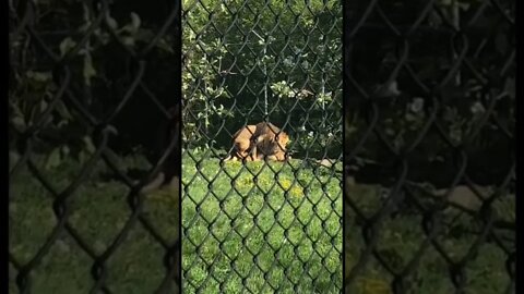 Lions playing leap frog!