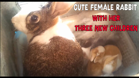 Cute female rabbit with her three new children