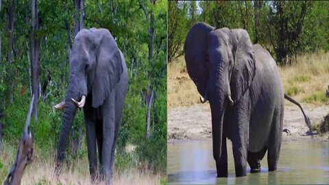 how much does an african elephant weigh