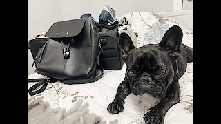 Frenchie knows his owner is going on vacation and he isn't happy about it