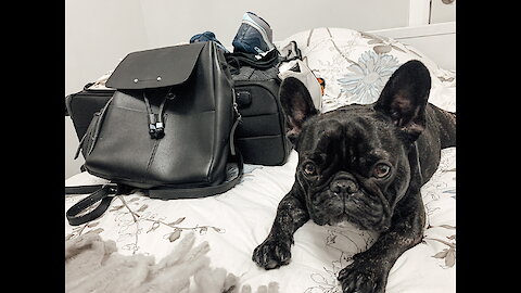 Frenchie knows his owner is going on vacation and he isn't happy about it