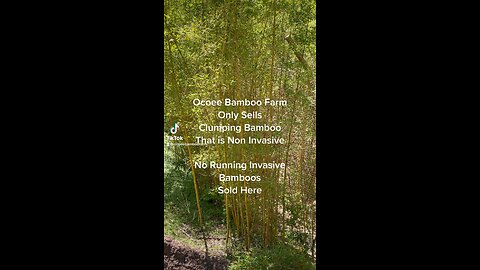 How can I The Difference Between Clumping Bamboo And Running Bamboo? Ocoee Bamboo Farm 407-777-4807