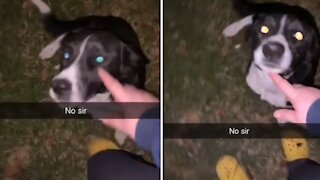 Puppy caught throwing backyard party with neighbor dogs
