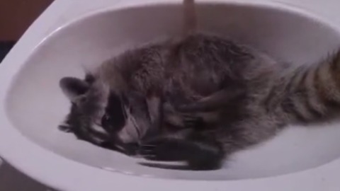 Baby raccoon loves to lounge in bathroom sink