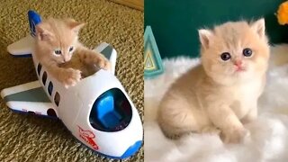 Funny cat video compilation😹best funniest cat video 2022😹