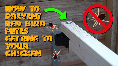 How to install an Anti Red Mite Kit and prevent red bird mites from getting to your chickens