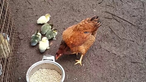 Bantam hen showing her Muscovy Ducklings how to eat ( P 3 ) ( Video 2 )