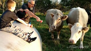 Kids, Cows and apples