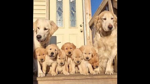 Watch the bitch breastfeeding her young son😂😂🥰❤️🐕🐕