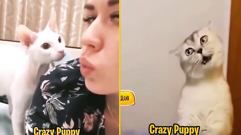 Crazy girl and cute cat #funny videos #tik tok #best dog #crazi bog #blog cutepet