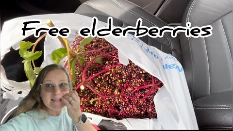 Free Elderberry￼ no way #hedgehogshomestead #gardeningtips