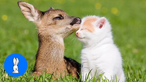 Baby Deer (Fawn) Jumping & Hopping - CUTEST Compilation