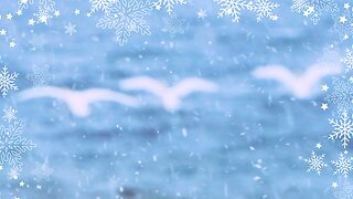 Winter Wonderland: Beautiful Birds Dancing with the Wind and Waves on Lake Ontario