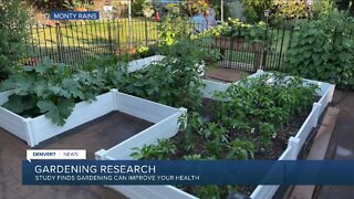 CU study finds gardening is good for your health
