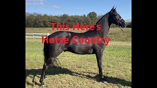 Knee Slapper Sunday: This Here's Horse Country