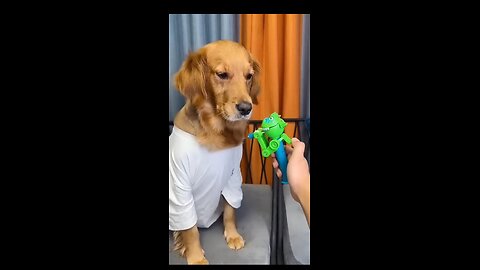 Dog comedy video 😂😂