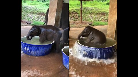 Baby elephant enchants netizens with relaxing bath