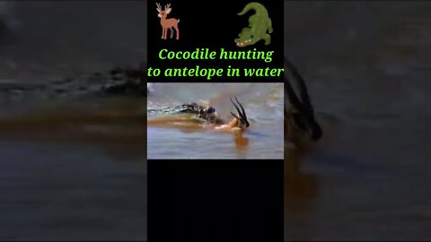 Cocodile hunting to antelope in water 2022 💧#shorts #youtubeshorts