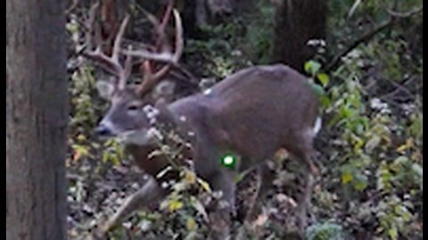 Kill Shot , Big Old Whitetail Buck