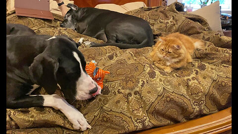 Funny Cat & Great Danes Lounge & Play On The Bed Together