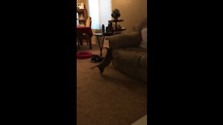 Dog can’t get on couch