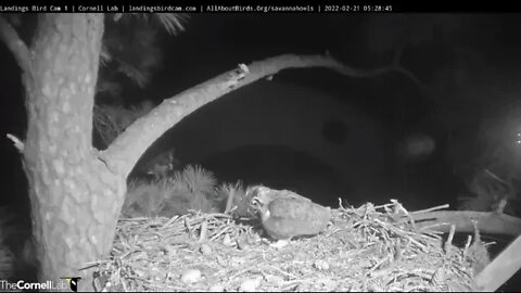 Dad & Mom Bring a Rat to The Nest 🦉 2/21/22 5:28