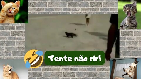 Tente não rir! Vídeo muito engraçado! Curta e compartilhe! #shorts