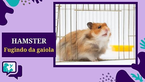 Por que o HAMSTER tenta ESCAPAR DA GAIOLA? Como Evitar que isso Aconteça