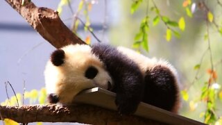 Bebês Pandas (Compilado)