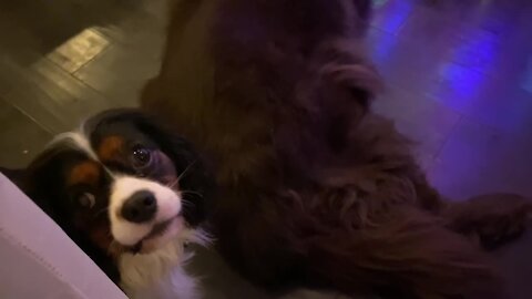 Cute Cavalier causes Christmas chaos