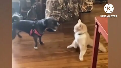 #funnycat #funnydog #cutecat Funniest Animals - Best Video Of The 2022 ,Funny Animal Videos #01