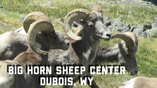 National Bighorn Sheep Center, Dubois, WY