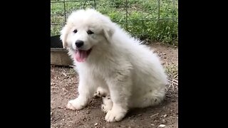 Great Pyrenees' Pups in Training to be Large Guardian Dogs, 10wks