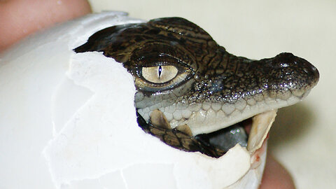 Birth of a Saltwater Crocodile