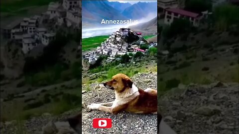 Himalayan Tales / A beautiful view with a mountain dog! #shorts #dogs #views #outdoors #ladakh