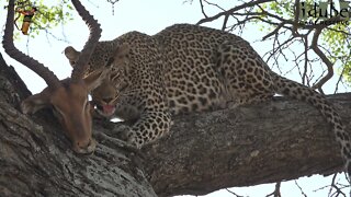 Scotia Female Leopard With Scavenged Impala In A Tree