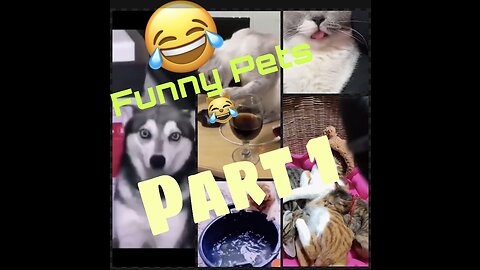 Funny cat’s Dog’s moment 😹😂