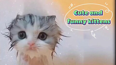 Funny Cats and Kittens Meowing Compilation