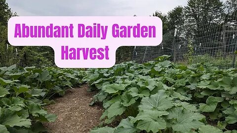 Daily Homestead Generous Garden Harvest | 2023 Summer | Making the Most out of your Garden