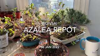 Bonsai Azalea Repotting