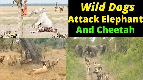 Wild Dogs Attacks Animals-Most Amazing Momentus Of Wild Animal2022@Wild Animals Planet