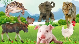 Farm Cute Animals Funny Moments - Puppys Cows Horses Crab Chicken Chick Birds.