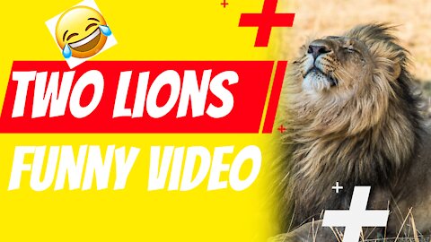 TWO LIONS FUNNY VIDEO-Animal Funny Video 2021