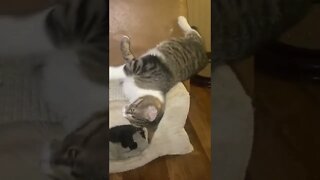 Cat Falls Off