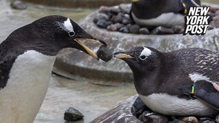 This penguin mating ritual 'rocks'