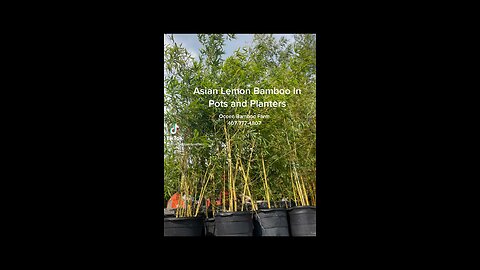 Asian Lemon Bamboo 407-777-4807 Orlando a privacy Plants