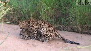 WILDlife: Leopards Pairing!