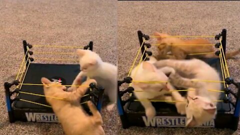 WWE Cate Figt || Funny Cat Video