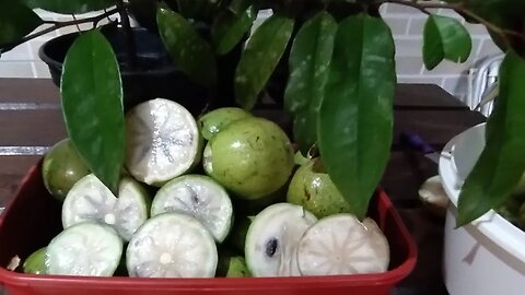 caimito verde abiu de casca verde quando maduro (chrysophyllum argenteum)