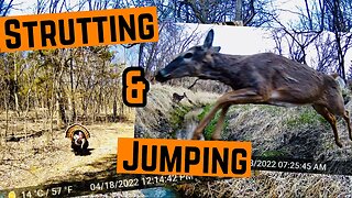 BIG Tom TURKEY & Creek JUMPING Deer!!! (Trailcam Footage)